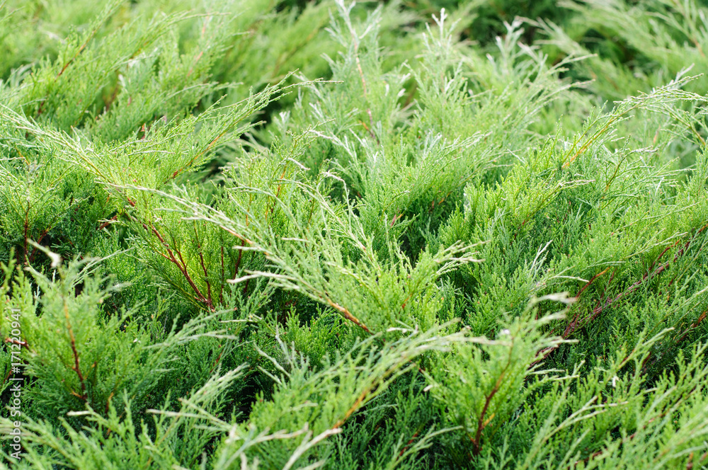 natural spring background with fir tree natural spring background with fir tree