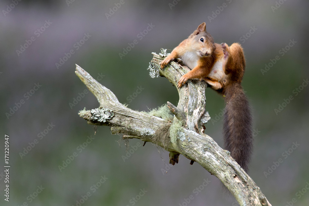 Red Squirrel scratching on end of branch