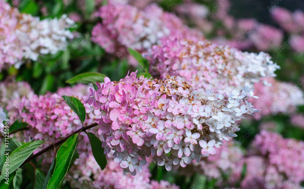 Obraz premium natural spring background with pink flowers