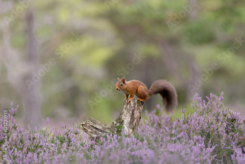 Red Squirrel, perched on tree stump surrounded by purple heather