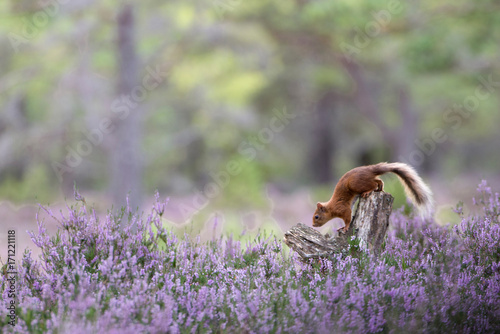 Red Squirrel, Loch an Eilein, on tree stump surrounded by purple heather photo