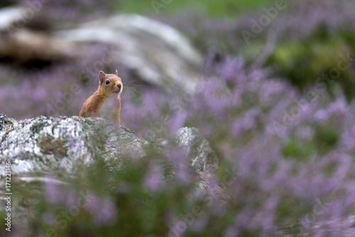Red Squirrel (sciurus vulgaris) sitting amongst purple heather