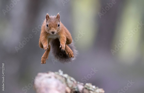 Red squirrel  sciurus vulgaris  jumping