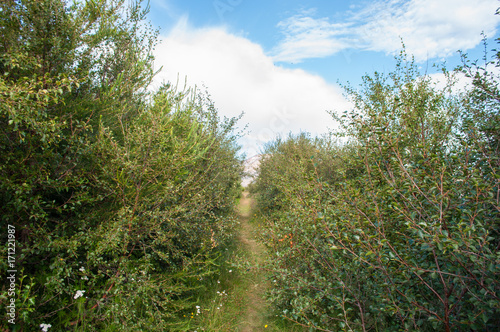 hiking path in a forest on island of Hrisey in Iceland