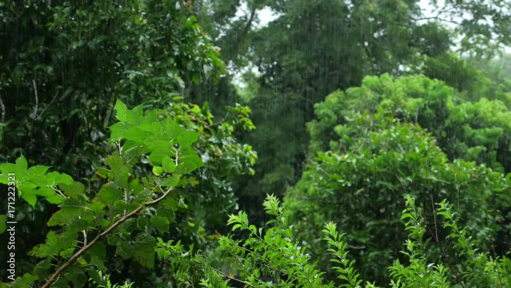 heavy rain in tropical forest, green foliage in the rain heavy rain in tropical forest, green foliage in the rain
