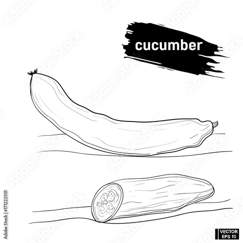 cucumber sketch hand drawing element.