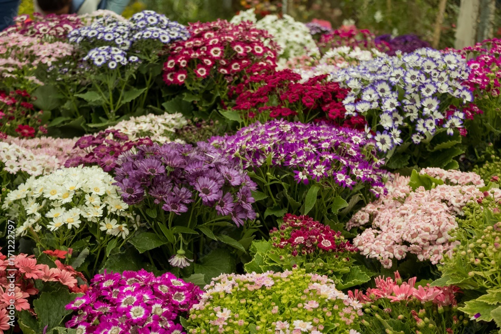 Obraz premium Colorful Flowers, Xochimilco, mexico