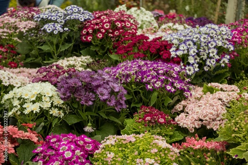 Colorful Flowers, Xochimilco, mexico