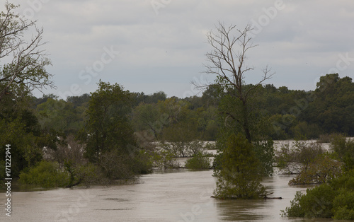 Several treetops above flood waters