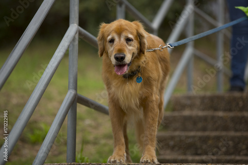 Old golden retriever drooling on stone steps
