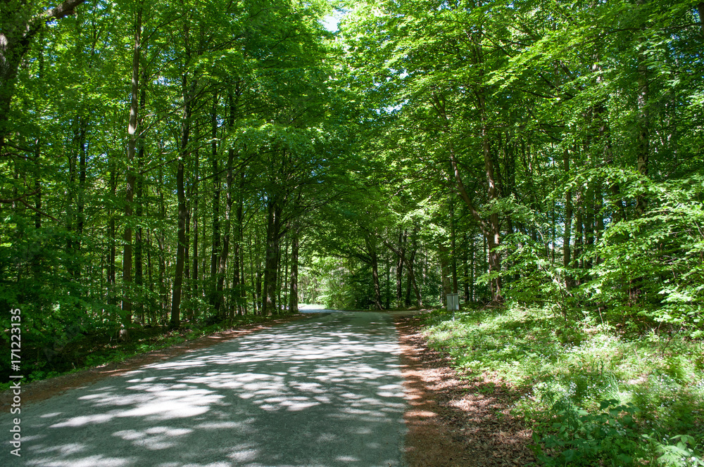 Obraz premium Bregnerod forest in Denmark