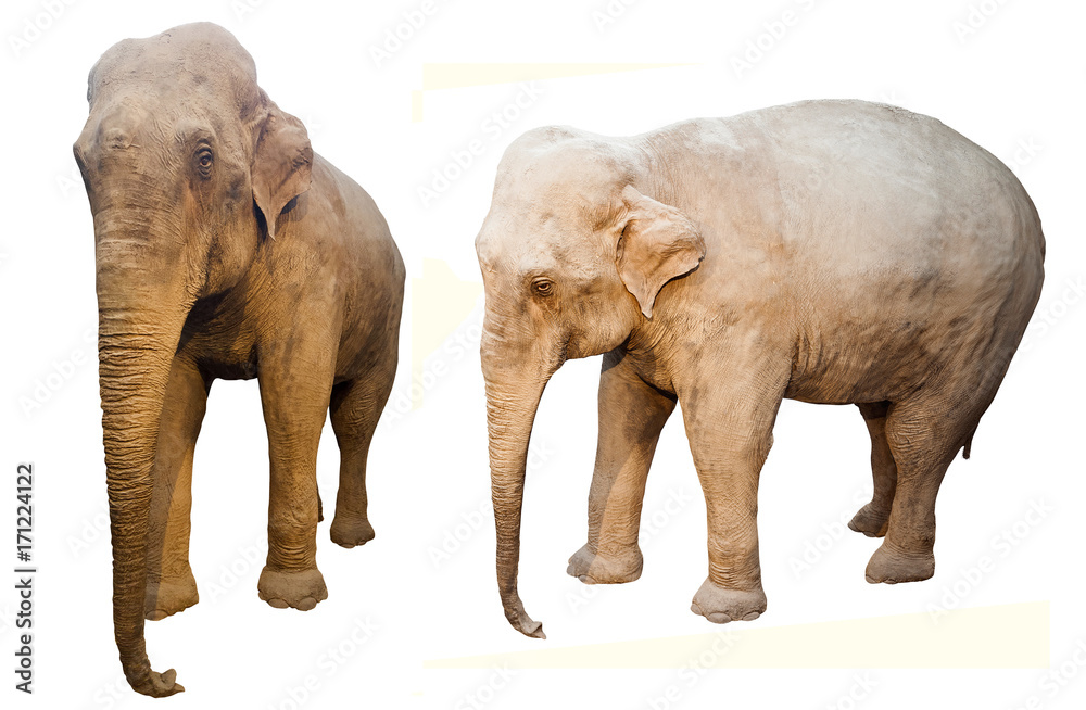 Naklejka premium elephant animal isolated on white background