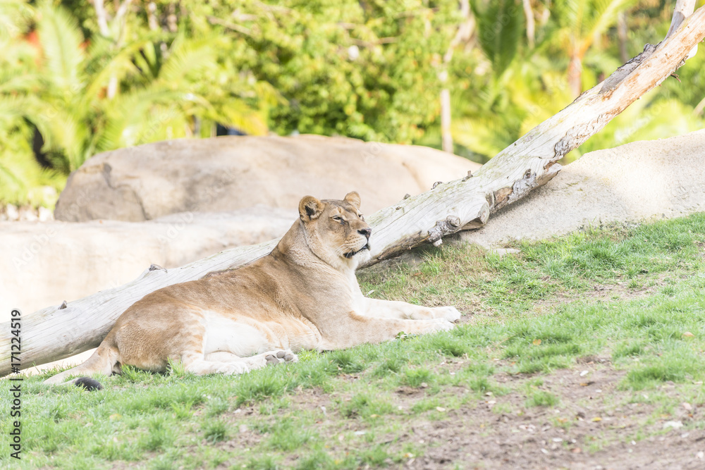 African lion, female