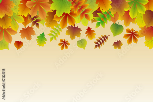 Background with colourful autumnal leaves. Vector.