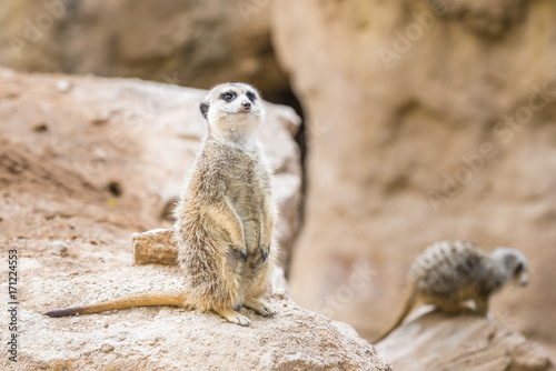 Alert meerkat (suricate). Africa. © serg_did