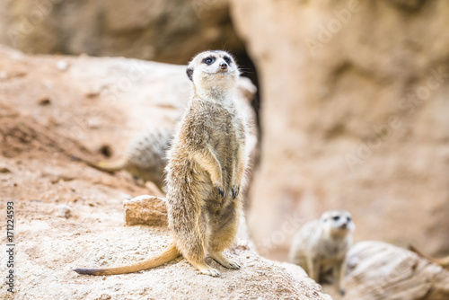 Alert meerkat (suricate). Africa. © serg_did