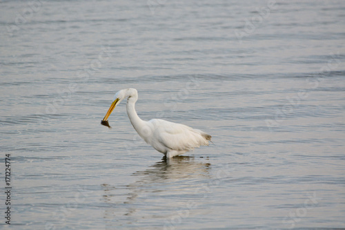 Great White Egret Eating Flounder in the Bay at Sunrise on a Summer Morning