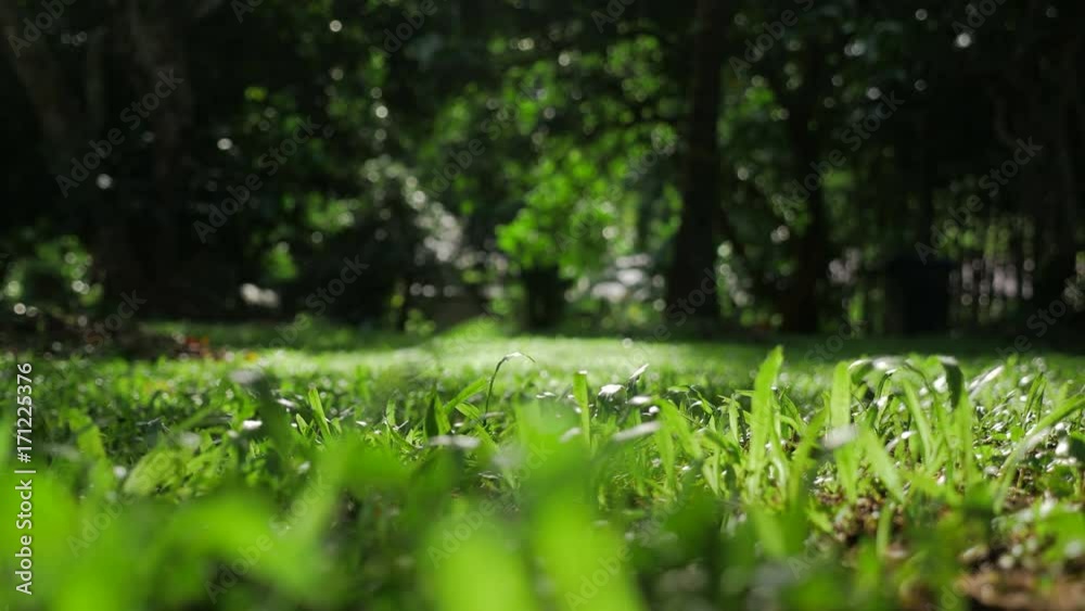 fresh green grass field nature background wallpaper. fresh green grass field nature background wallpaper.