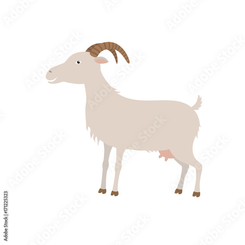 Cartoon white goat. G is for Goat.