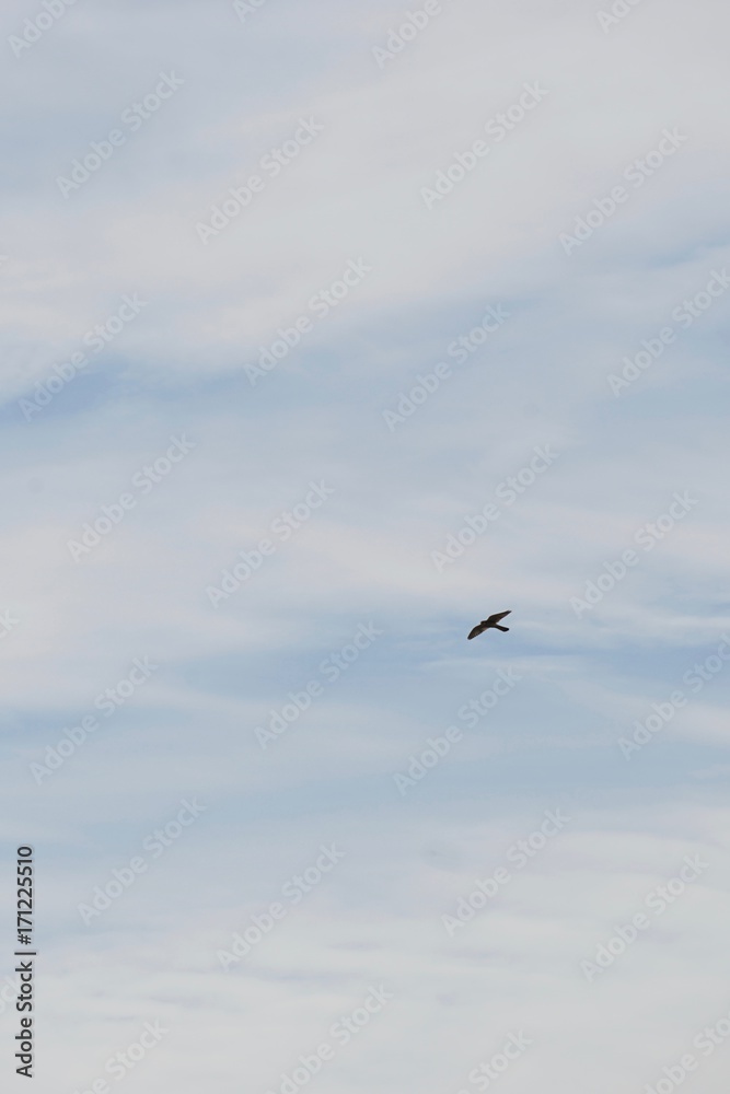 Wolkenformation am Himmel mit Greifvogel im Gleitflug