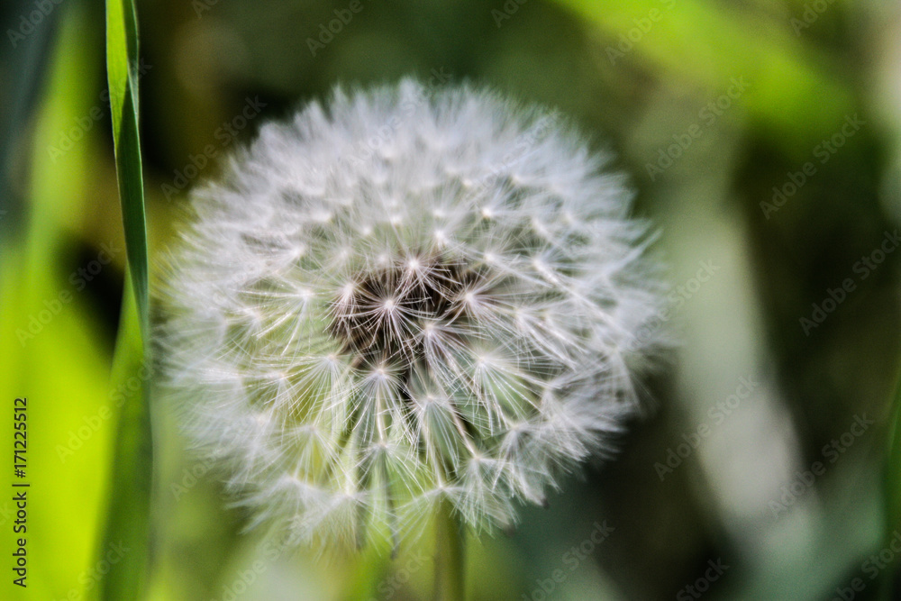 Obraz premium diente de leon