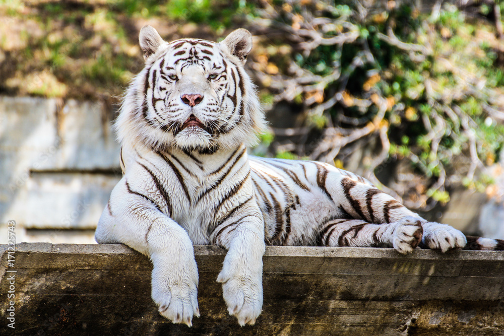 Obraz premium tigre blanco