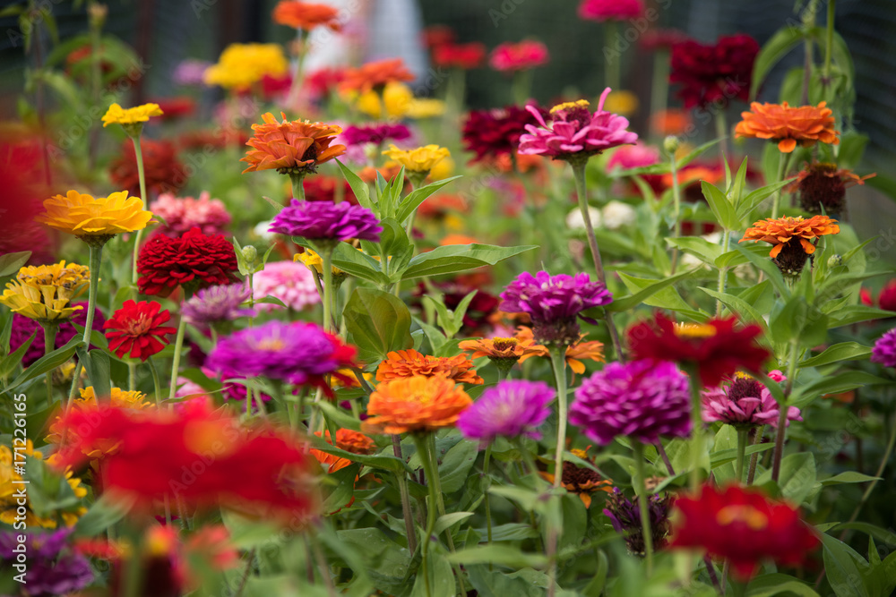 Garden Dahlia