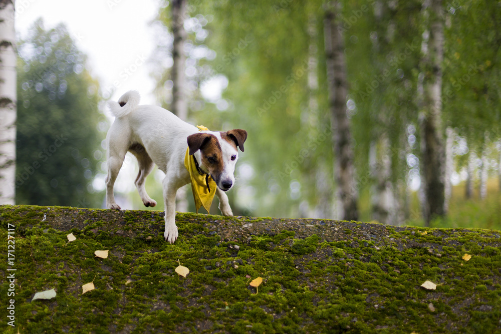 Jack Russell in nature in the yellow handkerchief.
