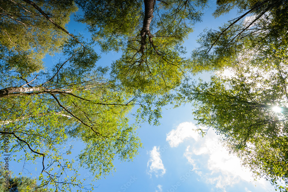 Obraz premium Green leaves in tree, seen from below, against a bright sunny sky