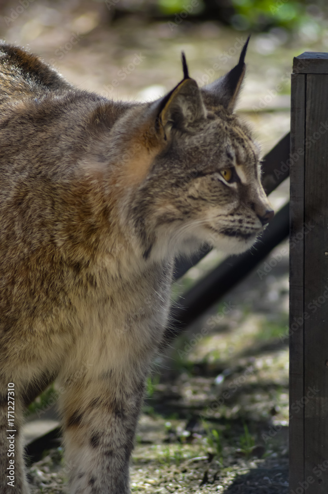 Fototapeta premium Lynx in its enclosure in a park