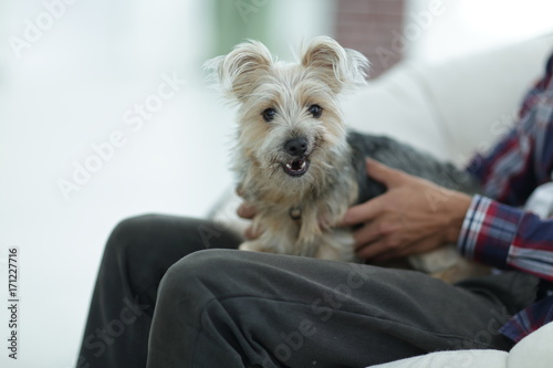 handsome Yorkshire terrier on his knees from the owner.