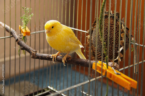 yellow canary sitting on  the twig in the cage photo