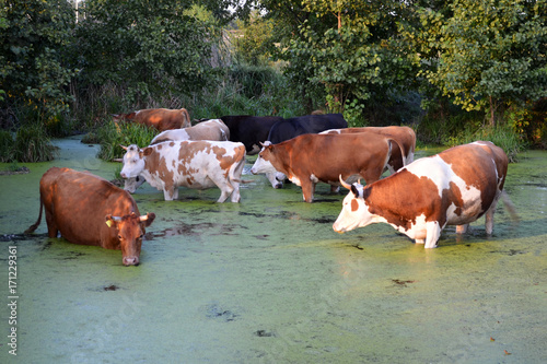 Drinking cows in the pond 