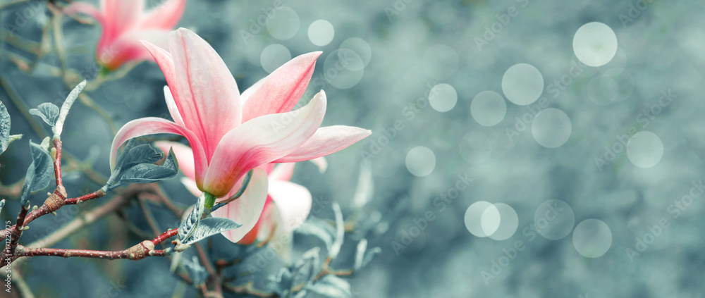 Obraz premium Tło z kwitnącymi różowymi magnolia kwiatami
