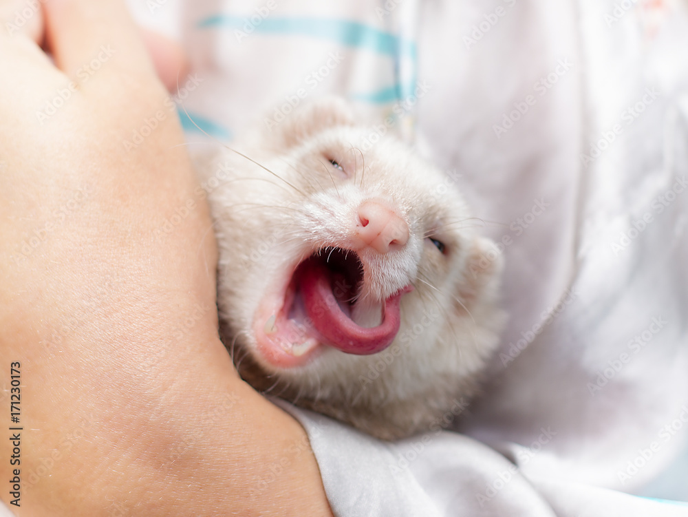 Cute pastel ferret in hands Cute pastel ferret in hands