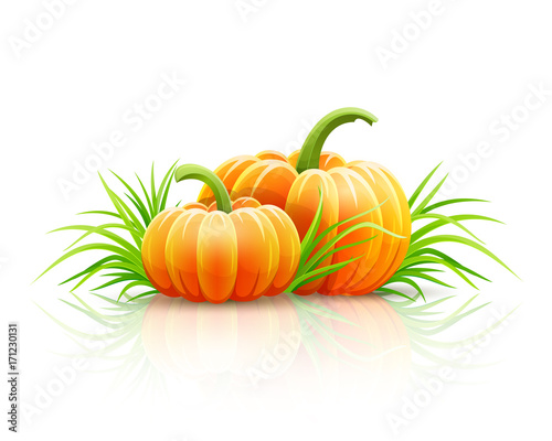 Ripe pumpkin vegetables in green grass, autumn harvest. Vector
