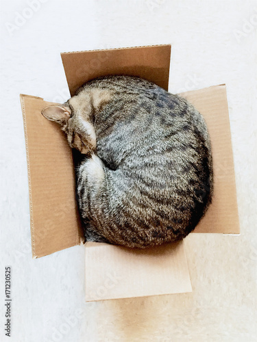 Cat sleeping in small box