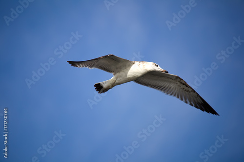 Flying seagull against the blue sky background. Wild nature of Russia.