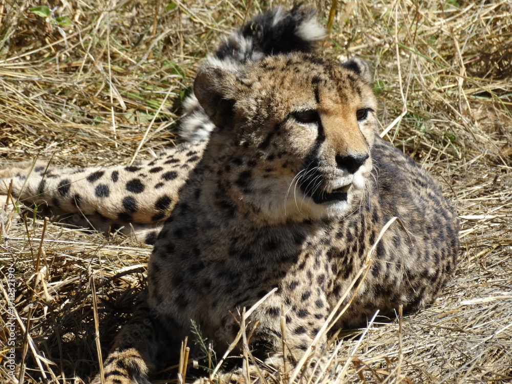 Fototapeta premium Cheetah relaxing in the grass
