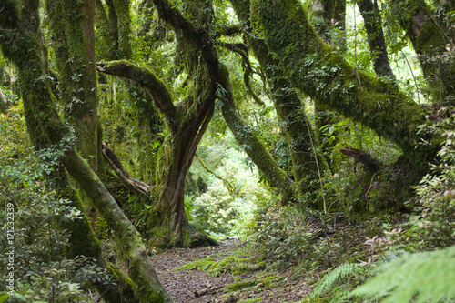 Maerchenwald in Neuseeland