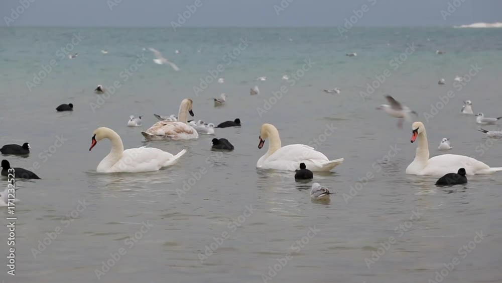 Swans, seagulls and ducks swimming close to the shore Swans, seagulls and ducks swimming close to the shore