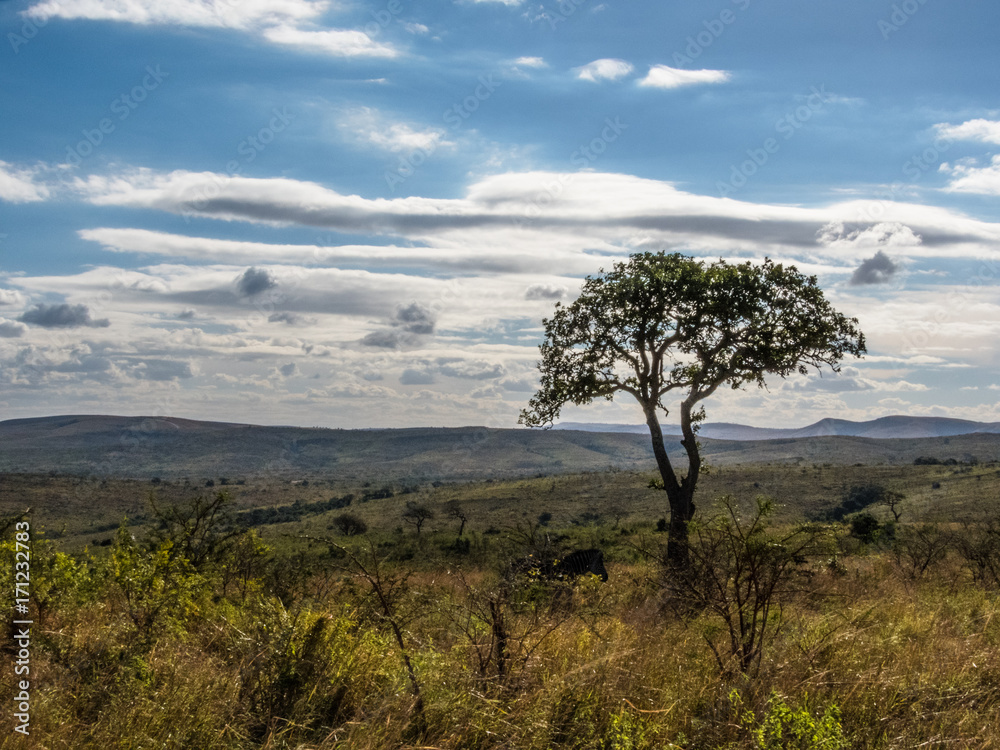african landscape with acacia tree and zebra head
