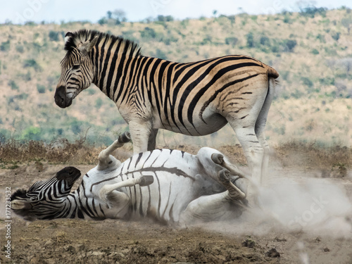 zebra rolling in dirt