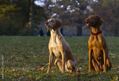 two attentive Magyar Vizsla hunting dogs
