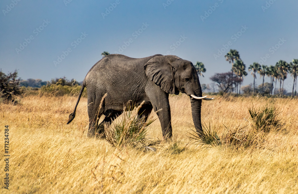 African Elephant Walking Through Grass In Okavango Delta