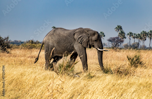 African Elephant Walking Through Grass In Okavango Delta