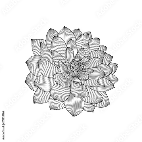 Fototapeta Naklejka Na Ścianę i Meble -  Abstract floral background. Vector flower dahlia. Element for design.