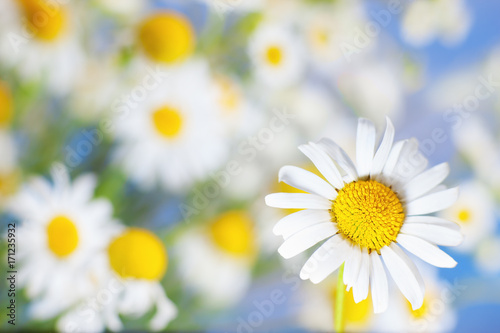Chamomile among flowers