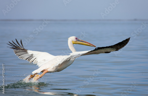 strtender Pelikan in Walvis...