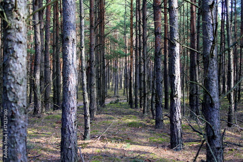 Fototapeta Naklejka Na Ścianę i Meble -  las